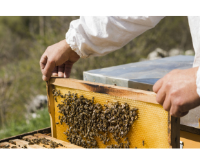 От 11 август животновъди и пчелари кандидатстват по de minimis