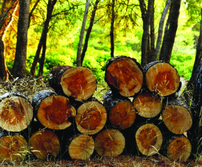 По 2 кубика допълнително дърва на домакинство в община Болярово