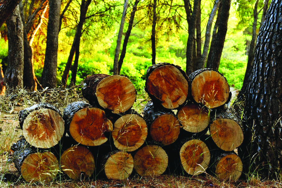 По 2 кубика дърва за огрев ще бъдат осигурени в Болярово на домакинство, което се нуждае от допълнителни количества. Цената се запазва по 30 лв. на кубик, транспортните...