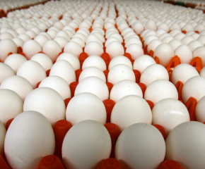 200 хил. яйца под възбрана заради салмонела в птицеферма в Дражево