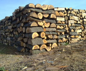 770 куб.м. незаконно изсечени дърва за огрев през октомври