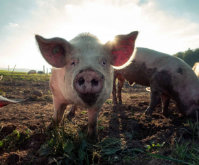 АЧС е заличила 15% от поголовието на домашната свиня в България