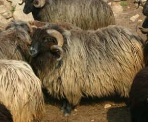 Академия за овчари ще обучава желаещи да изучат овчарската професия и да възстановят забравени традиционни практики