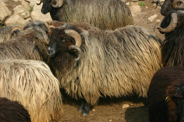 Първата Академия за овчари в България отвори врати. Тя  събра заедно хора, желаещи да изучат овчарската професия и искат да възстановят забравени традиционни...