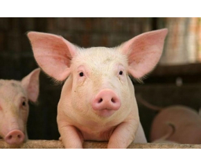 БАБХ констатира огнище на чума по свинете във Варненско