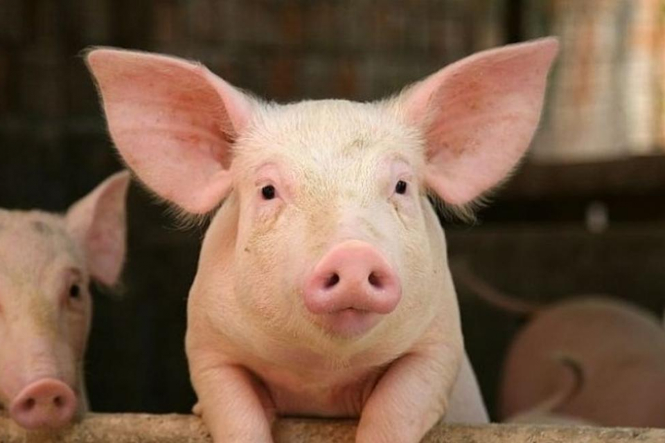 Българска агенция по безопасност на храните (БАБХ) констатира огнище на Африканска чума по свинете (АЧС) в стопанство за отглеждане на животни от породата...