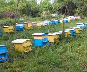 БАБХ: Няма доказателства, че подморът на пчелите е свързан с третирането на посеви