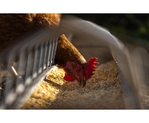 БАБХ облекчава мерките за продажби на храни и живи животни по пазарите