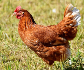 БАБХ потвърди огнище на птичи грип в хасковско село
