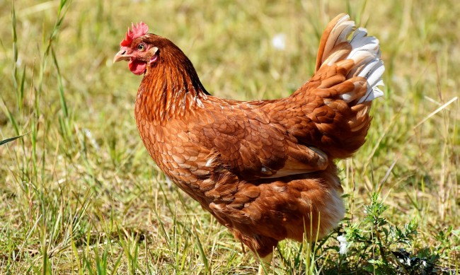 Огнище на птичи грип е установено и потвърдено във ферма за кокошки носачки в хасковското село Криво поле, съобщиха от пресцентъра на Българската агенция...