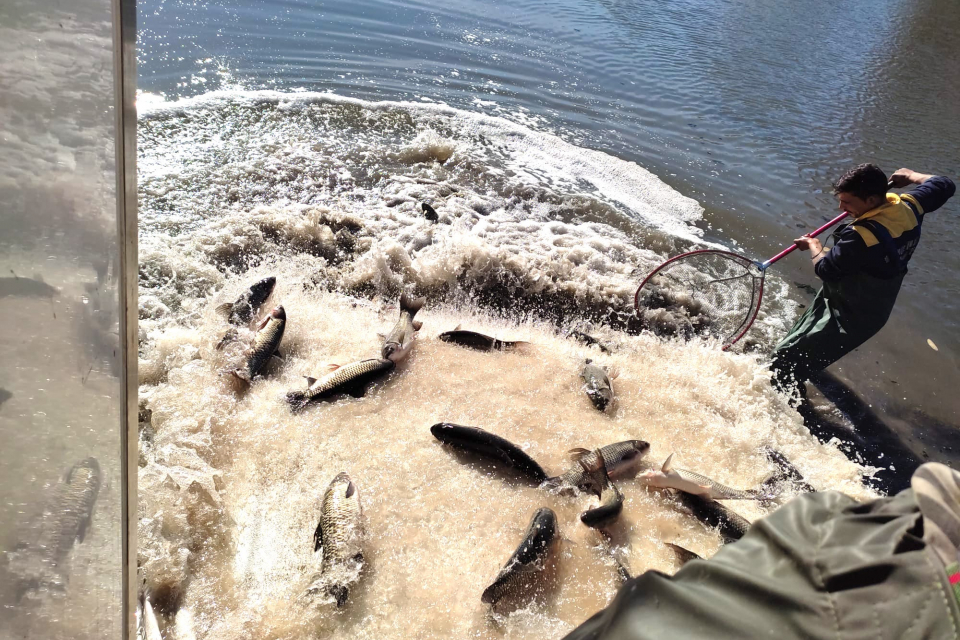 Днес бетонираният речен ръкав на Тунджа, преминаващ през Градския парк в Ямбол, беше зарибен с един тон бял амур. Рибите са със средно тегло от 700 грама....