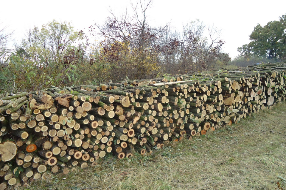 Близо 190 000 пространствени кубични метра дърва за огрев са доставени на над 25 000 домакинства в Югоизточна България, съобщиха за БТА от Югоизточно държавно...