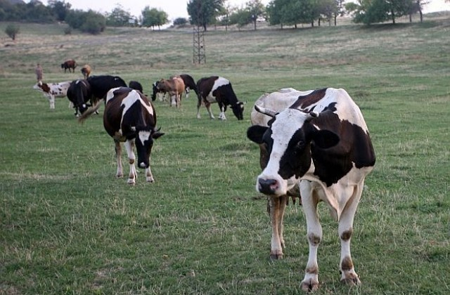 28 крави са умрели до Димитровград край канал на река Марица. Съмненията са, че животните са загинали, минути след като са пили вода от реката, съобщава...