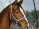 Безплатни уроци по конна езда могат да посещават децата в община Тунджа
