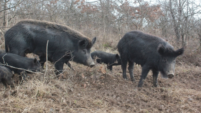 България изгуби почти изцяло древната порода прасета Източнобалканска свиня. Тя е погубена от Африканската чума, както и от бездействието и бездушието...