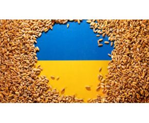 България подготвя забрана за вноса на украинско зърно