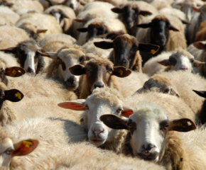 България внася 10 пъти повече агнешко и овче месо, отколкото изнася