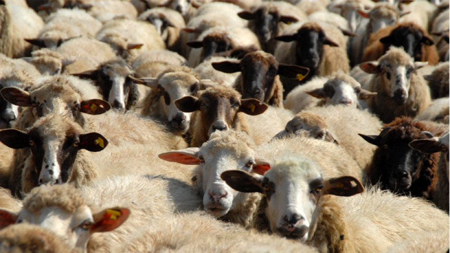 През първото полугодие на 2022 година България е внесла десет пъти повече агнешко и овче месо, отколкото е изнесла, сочи статистиката на министерството...