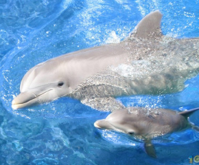 В българската акватория са регистрирани 74 000 делфина 