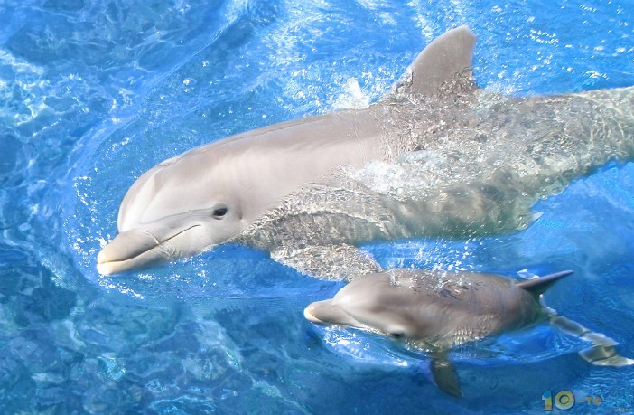В българската акватория на Черно море са регистрирани 74 000 делфина, пишат от Dnews. Това сочат данните от приключилия мащабен европейски проект за проучване...