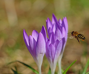 В деня на пчеларите празнуват десетки именици