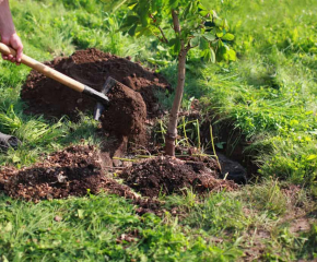 Деца и служители на ВиК – Ямбол засадиха 80 дръвчета по случай Световния ден на водата