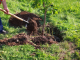 Деца и служители на ВиК – Ямбол засадиха 80 дръвчета по случай Световния ден на водата