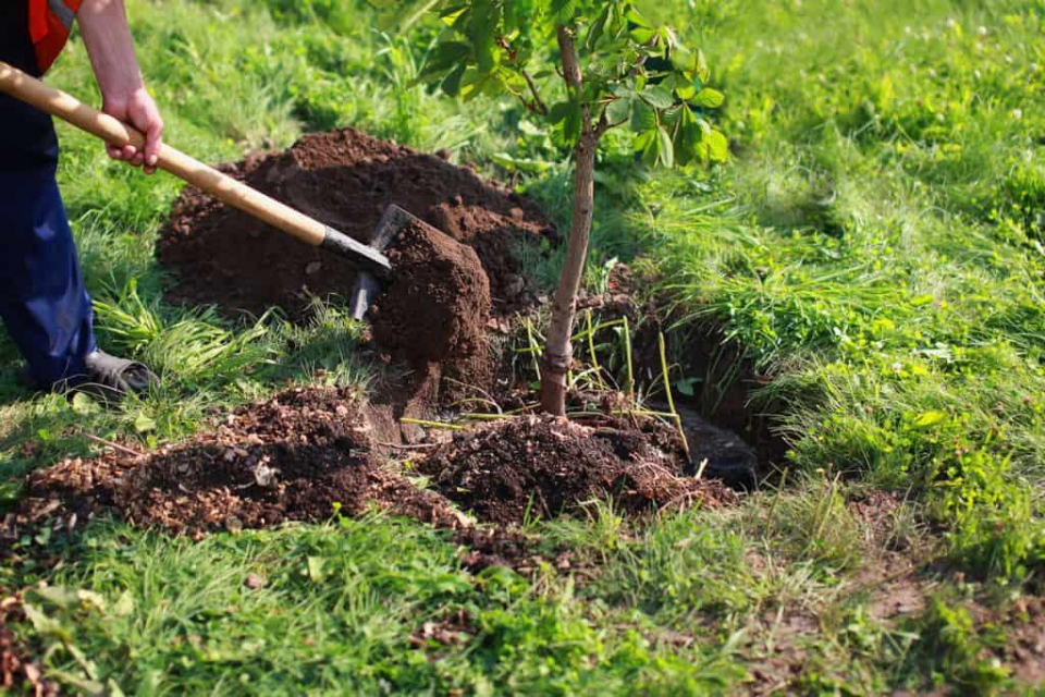 Деца и служители на „Водоснабдяване и канализация“ (ВиК) в Ямбол засадиха 80 дръвчета в региона. Екоакцията е по повод Световния ден на водата. Залесяването...