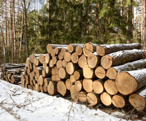 ДГС - Сливен е в готовност да даде 25 хил. кубика дърва на хората