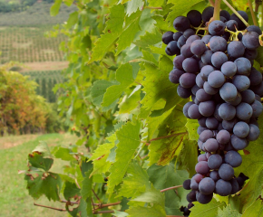Дискутират перспективите на лозаро-винарския сектор в Югоизточна Европа