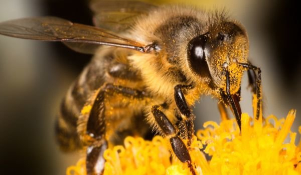До 31 януари всички пчелари и земеделски производители трябва да се регистрират в електронната платформа за оповестяване на пръсканията за растителна защита...