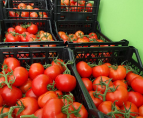 Добивите на домати през последните три години са се сринали три пъти