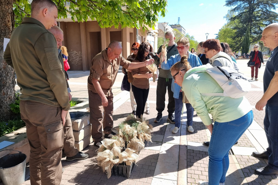 Служители на Държавното горско стопанство (ДГС) „Тунджа“ раздадоха на ямболци днес над 600 дръвчета от видовете черен бор, махалебка (дива череша) и обикновен...