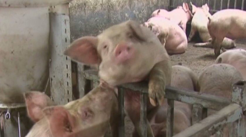Европейската комисия облекчи ограниченията при производството и търговията на свине и свинско месо, наложени поради разпространението на заболяването Африканска...