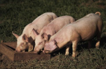 ЕК одобри облекчения при търговията с живи свине и продукти добити от тях за България