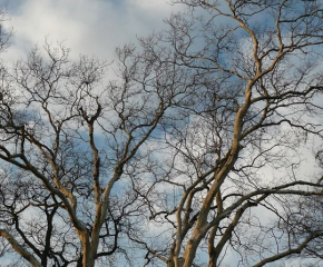 Екологът на Сливен: Поддръжката на дърветата в града удължава техния живот