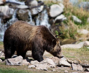 Екоминистерството решава съдбата на мечката, тормозеща родопчани