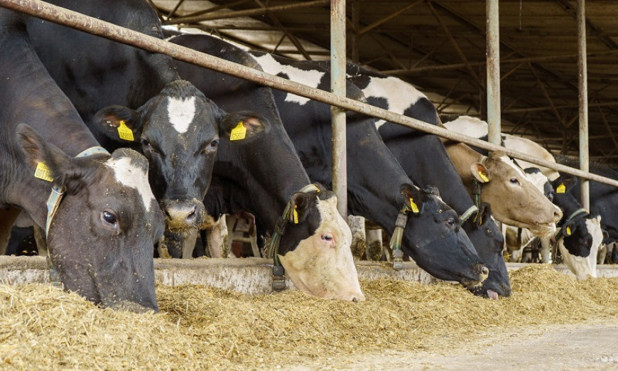 От пети октомври животновъдите, кандидати по схемите за обвързана подкрепа за Кампания 2021, трябва да започват да доказват произведената и продадена продукция,...
