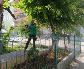 Фондация „Стария бряст“ с идея за възвръщане на зеления вид на дървото
