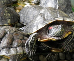 На на ГКПП – „Малко Търново“ задържаха украинка, издирвана от властите в Танзания за контрабанда на 116 костенурки