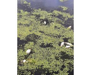 Голямо количество мъртва риба изплува в река Мочурица край Стралджа