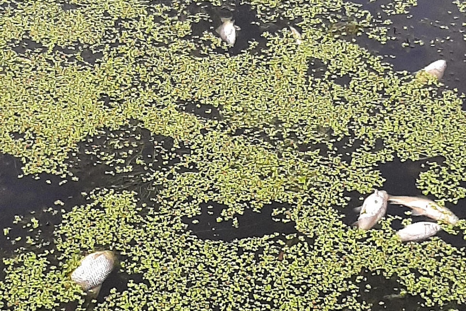 
Голямо количество мъртва риба изплува в река Мочурица край селата Палаузово, Воденичане и Маленово край Стралджа. Сигналът е получен от кметовете на...