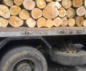 Горски служители на РДГ-Сливен задържаха товарен камион с незаконна дървесина