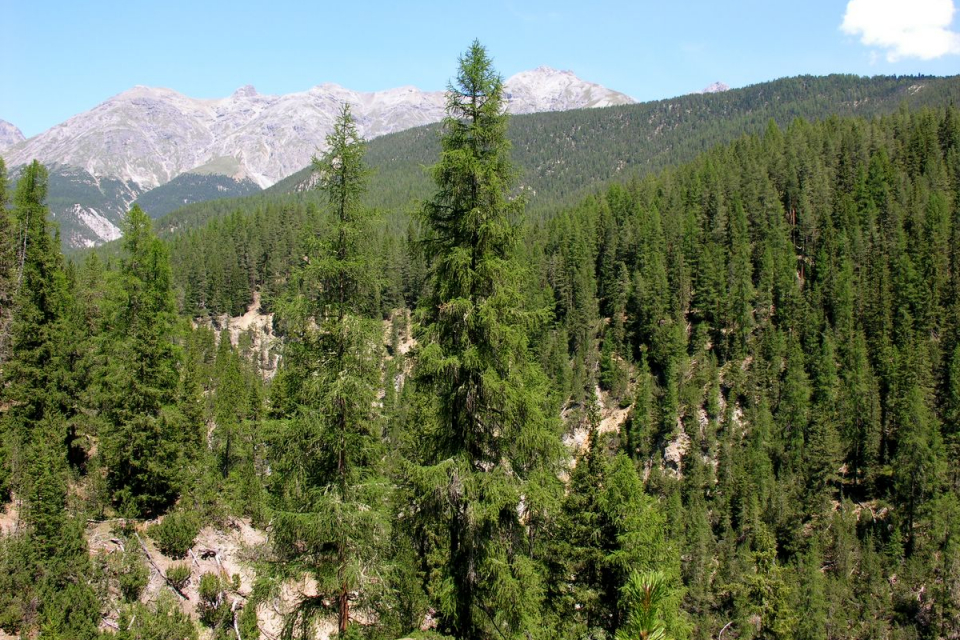 Продължава подписката на служители по лесничействата в Кюстендилско за промяна в Закона за горите, които да гарантират защитата им по време на работа....