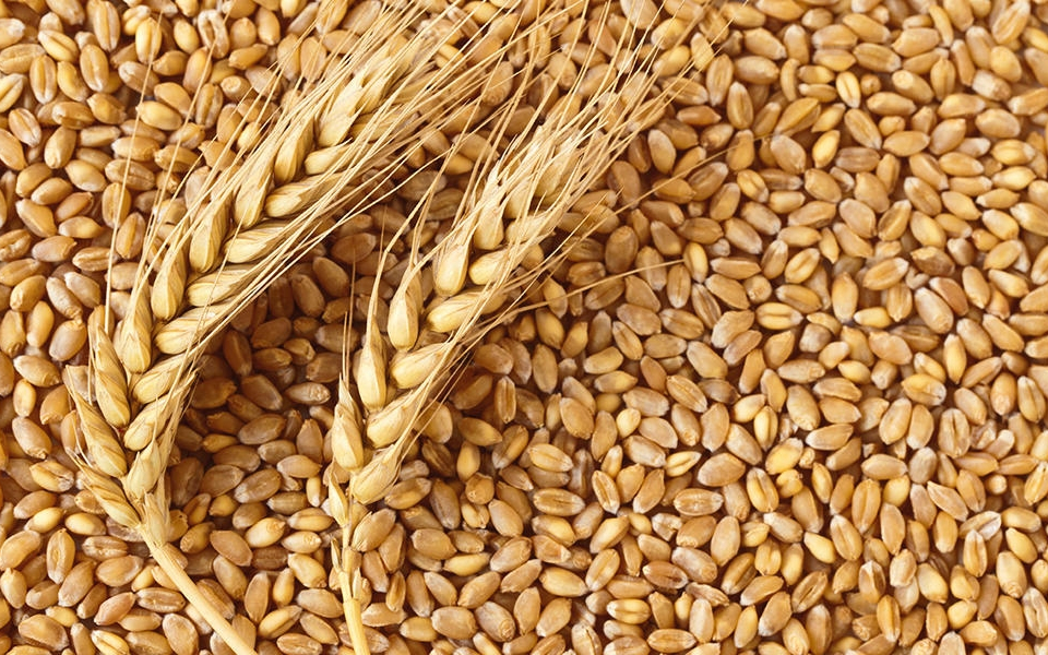 Състоянието на зърнените култури в област Добрич е тревожно заради екстремното засушаване. За това алармират земеделските производители.
Количеството...