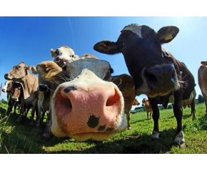 Институциите в Сливен засилват контрола на животновъдни обекти заради злоупотреби с евросредства
