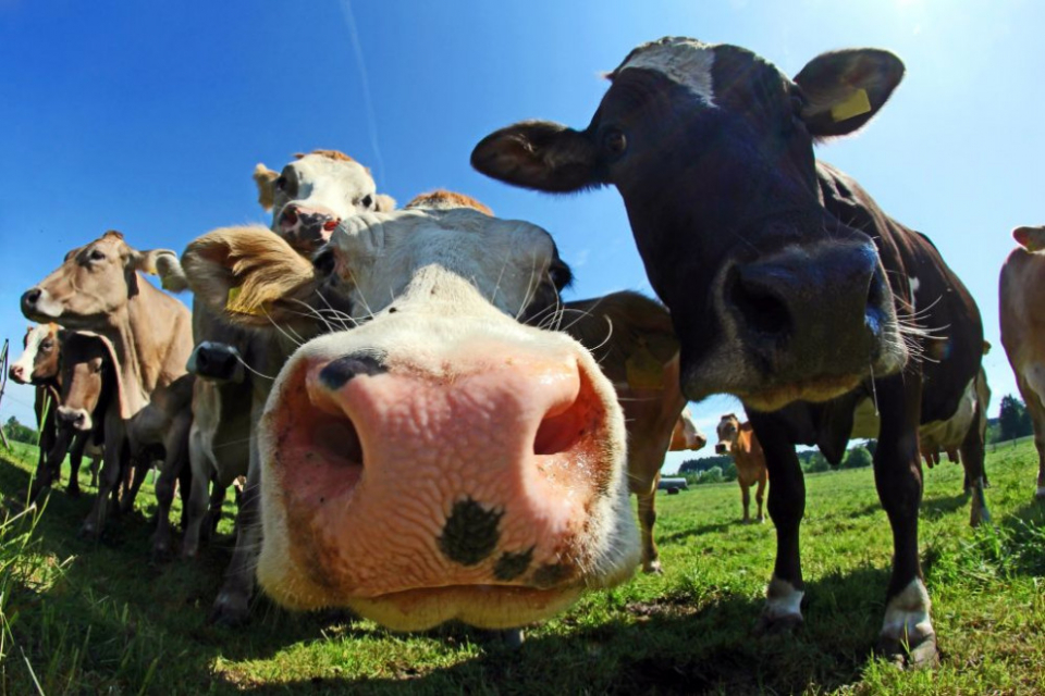 Институциите в Сливенска област засилват контрола на животновъдни обекти заради злоупотреби с европейски средства. Чести и внезапни проверки ще бъдат извършвани...