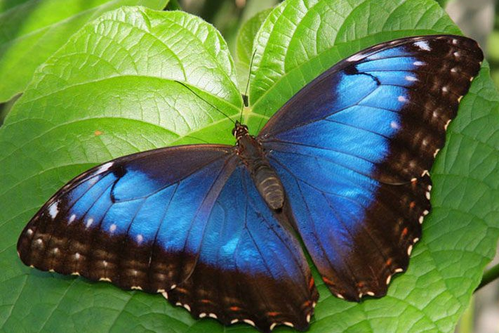 От днес до 23 август жителите и гостите на града са добре дошли да разгледат жива изложба с някои от най-красивите тропически пеперуди. Това съобщиха от...
