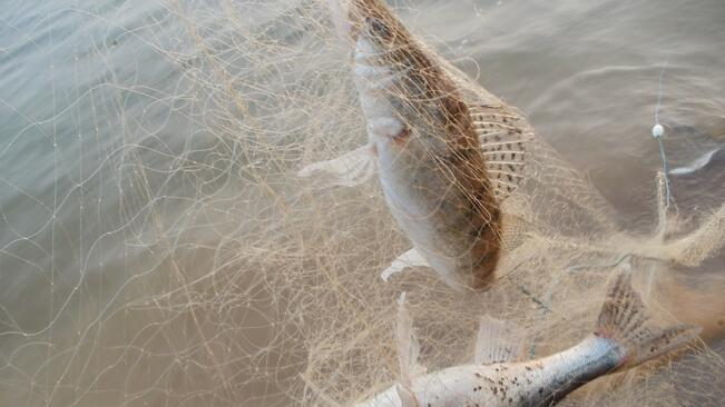 Изпълнителната агенция по рибарство и аквакултури (ИАРА) дари над 300 килограма риба на социални домове в страната. Рибата е иззета по време на мащабна...