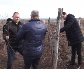 Кметът на община Ямбол заряза лозето в село Ботево (видео)